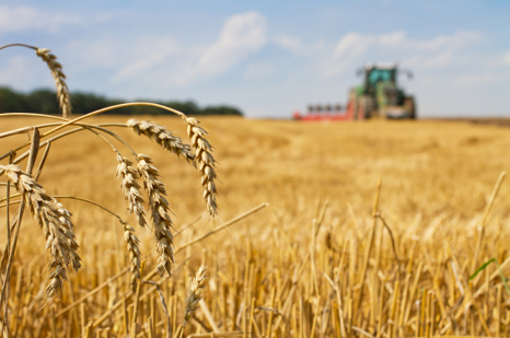 Wheat WEBSITE IMAGE 466X309 Wheat WEBSITE IMAGE 466X309